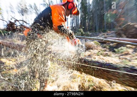 Male lumberjack cutting tree with chainsaw Stock Photo