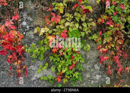 Gray ancient concrete wall covered with green, and red grapes, ivy leaves. Natural background. Copy space Stock Photo