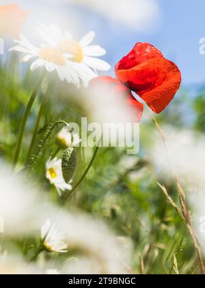 Close-up of red poppy and marguerites Stock Photo
