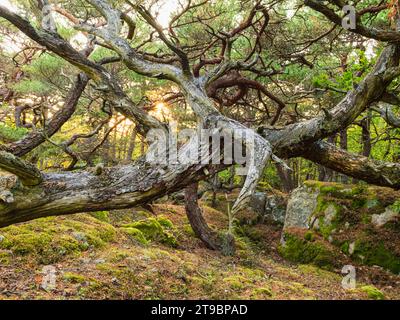 View of fallen twisted tree in spring forest Stock Photo