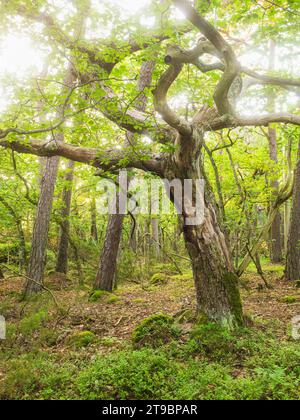 View of twisted tree in spring forest Stock Photo