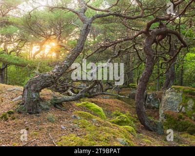 View of twisted trees in spring forest Stock Photo