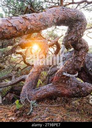 View of evening sunlight shining through tree Stock Photo