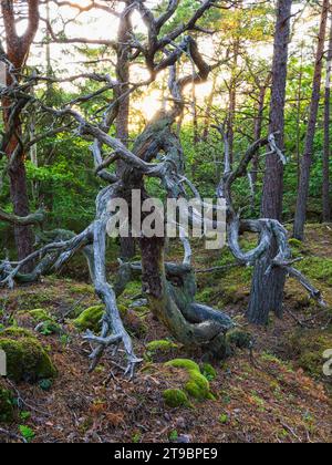 View of twisted tree in spring forest Stock Photo