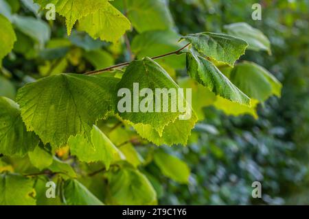 Fresh green Hazel leaves close up on branch of tree in spring with translucent structures against blurred background. Natural background. Stock Photo