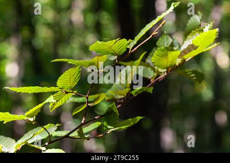 Branch of a hornbeam Carpinus betulus with drooping inflorescence and leaves in autumn, selected focus, narrow depth of field, copy space in the blurr Stock Photo