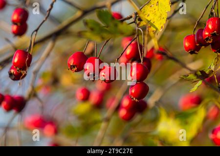 A detailed macro shot capturing the vibrant red hawthorn berries in their autumn splendor. These ripe berries are not only beautiful but also have med Stock Photo