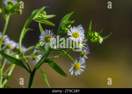 Erigeron annuus known as annual fleabane, daisy fleabane, or eastern daisy fleabane. Stock Photo
