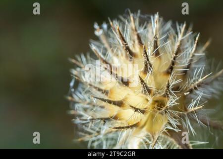 Small teasel Dipsacus pilosus seed head in winter. Dead inflorescence covered in melting frost, backlit by sunlight on prickly plant in the family Dip Stock Photo