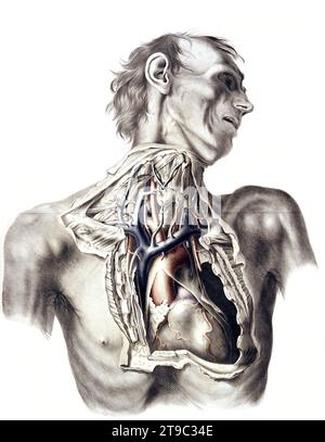 Medizin, menschliche Anatomie, Die großen Arterien von Thorax und Hals. Arterie. Phlebologie. Kolorierte Lithographie von J. Maclise, 1841/1844, Historisch, digital restaurierte Reproduktion von einer Vorlage aus dem 19. Jahrhundert  /  Medicine, human anatomy, The great arteries of the thorax and neck. Artery. Phlebology. Coloured lithograph by J. Maclise, 1841/1844, Historic, digitally restored reproduction from a 19th century original Stock Photo