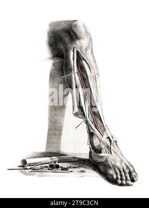 Medizin, menschliche Anatomie, das Kreislaufsystem, Blutkreislauf ...