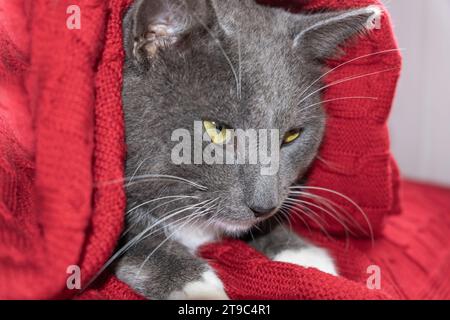 Gray Cat with Big Yellow Eyes is Relaxing under the Plaid. The Cat is Chill. Feline is Lying, Yawning on a Red Knitted Blanket. Cozy Christmas Mood. P Stock Photo