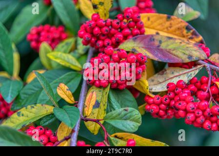 Red winter berries on a Late Cotoneaster bush on a sunny Winter's day Stock Photo