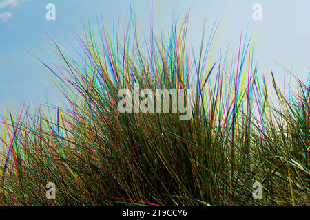 Sand dune grasses with red green blue triple exposure colour effect Stock Photo