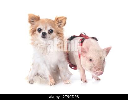 pink miniature pig and chihuahua in front of white background Stock Photo