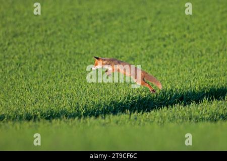 Red fox (Vulpes vulpes) hunting mice / voles by leaping through the air and pouncing upon the rodent in field in summer Stock Photo