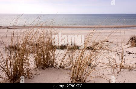 Dunes of  Smiltynė, Klaipeda Stock Photo