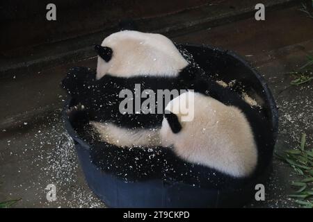 Giant pandas Wu Wen and Fan Xing take a sawdust bath in Ouwehands in ...