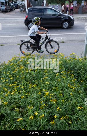 Rainfarn, in einer Stadt, Rain-Farn, Wurmkraut, Tanacetum vulgare, syn. Chrysanthemum vulgare, Tansy, common tansy, bitter buttons, cow bitter, golden Stock Photo