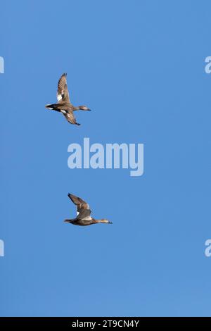 Schnatterente, Flug, Flugbild, fliegend, Schnatter-Ente, Mittelente, Knarrente, Mareca strepera, Anas strepera, Gadwall, flight, flying, Le Canard chi Stock Photo