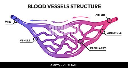 Lymphatic system of capillaries and vessels in complex with blood ...
