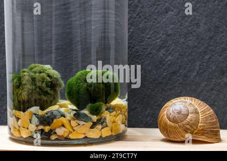 Close up of Marimo moss ball in a glass jar with free copy space. Standing on a table with black background. Japanese Cladophora seaweed. Ball of unde Stock Photo