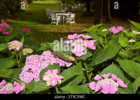 Hydrangea macrophylla pink and blue inflorescence Stock Photo