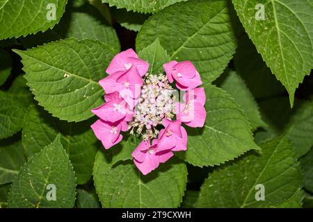 Hydrangea macrophylla pink and blue inflorescence Stock Photo
