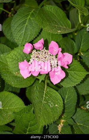 Hydrangea macrophylla pink and blue inflorescence Stock Photo