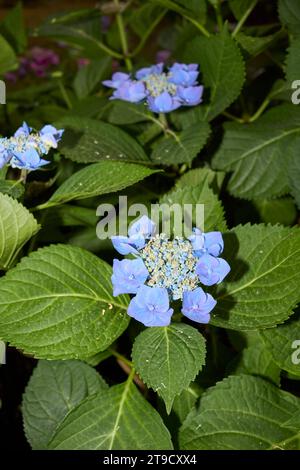 Hydrangea macrophylla pink and blue inflorescence Stock Photo