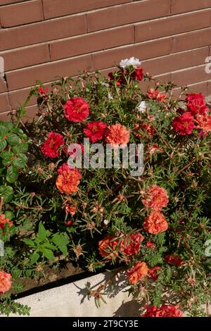 Portulaca grandiflora colorful flowers Stock Photo