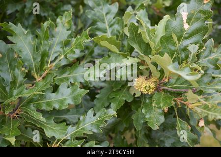 Quercus cerris branch close up Stock Photo