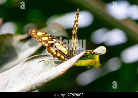 butterfly sitting on a leaf Stock Photo