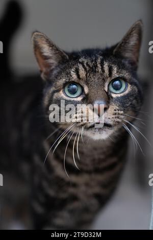 A grey and white tabby cat with large whiskers looking at the camera vertical Stock Photo