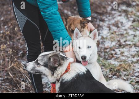 Three gorgeous Siberian huskies in their pack gather around their owner for a treat. Love and devotion between man and dogs. Stock Photo