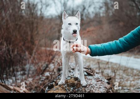 White Siberian husky princess resting on a big fallen tree and posing for the camera. Smile of female dog from nice weather. Ostrava, Czech Republic. Stock Photo