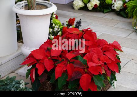 Red poinsettia flowers in a plant shop, near Christmas Stock Photo