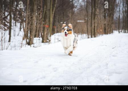 Portrait of Australian Shepherd puppy running in snow in Beskydy mountains, Czech Republic. Dog's view into the camera. Stock Photo
