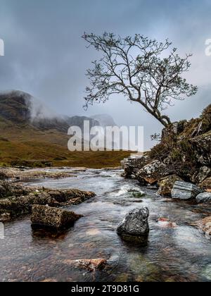Lone Tree, River Coe, Glencoe, Scotland Stock Photo