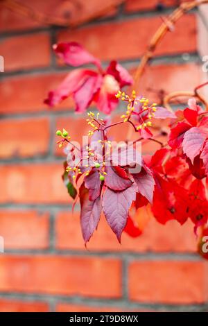 Red autumn leaves on a brick wall background. Autumn leaf background. Stock Photo