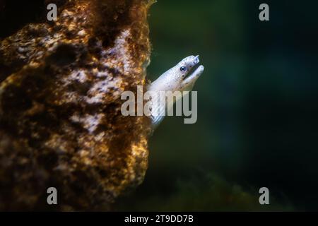 White Ribbon Eel (Pseudechidna brummeri) Stock Photo