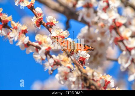 Spring background - flowers of apricot tree with the butterfly small tortoiseshell on the background of a blooming garden, closeup Stock Photo