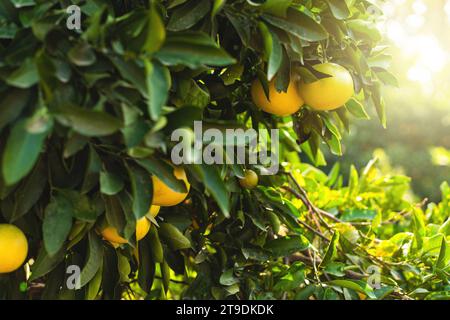 Closeup of ripe grapefruits on the small evergreen tree Stock Photo