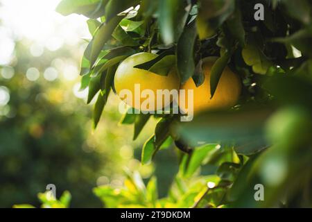 Ripe grapefruits on the small evergreen tree. Stock Photo