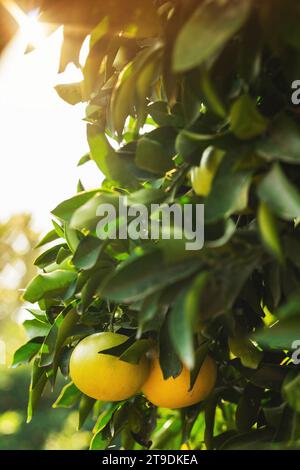 Closeup of ripe grapefruits on the small evergreen tree Stock Photo