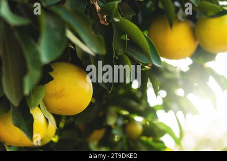 Closeup of ripe grapefruits on the small evergreen tree Stock Photo