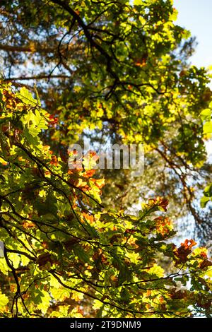 Green oak leaves turning red in autumn on branches Stock Photo