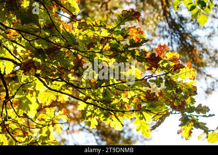 Green oak leaves turning red in autumn on branches Stock Photo