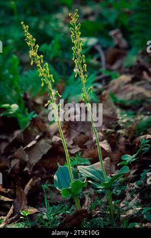 Common twayblade (Listera ovata), Orchidaceae. Wild european orchid. Italy, Tuscany, Greve in Chianti (FI), Lucolena. Stock Photo