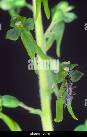 Common twayblade (Listera ovata), Orchidaceae. Wild european orchid. Italy, Tuscany, Greve in Chianti (FI), Lucolena. Stock Photo